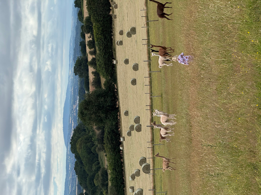 Severn Valley Alpacas-Bridgnorth必去景点