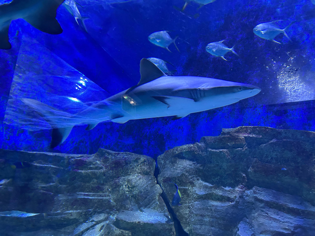 Seaquarium Institut Marin-勒格罗迪鲁瓦必去景点