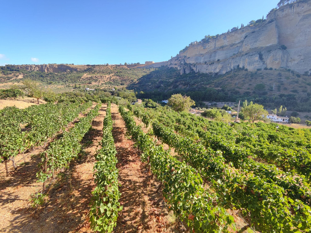 Bodega Gonzalo Beltran-隆达必去景点