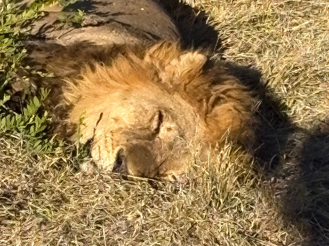 Moremi Wildlife Reserve-莫雷米野生动物保护区必去景点