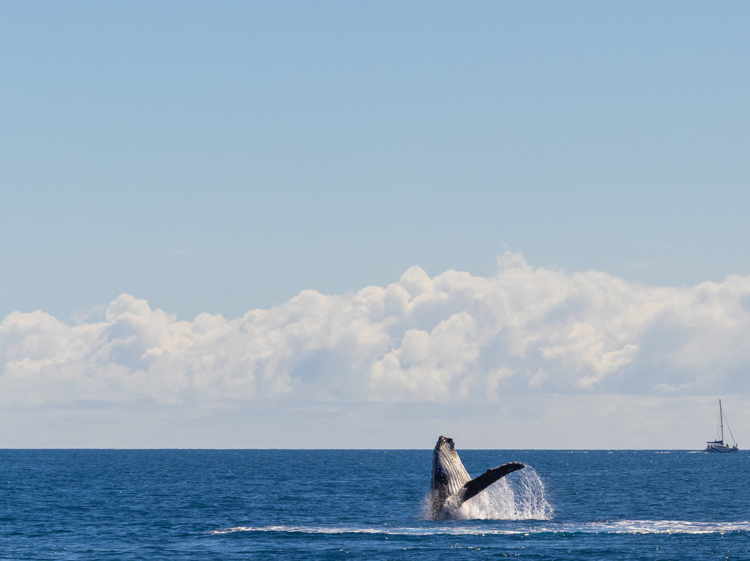 Hervey Bay Whale Watch-尤兰根必去景点
