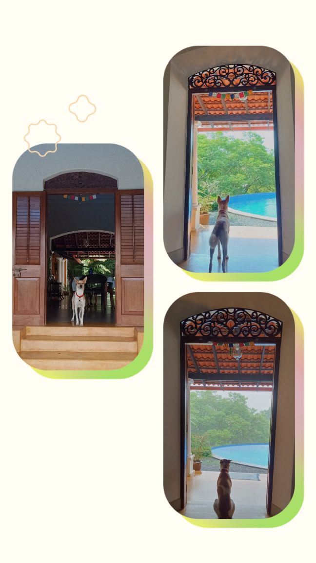 Capella Forest Retreat & Homestay-旅行者