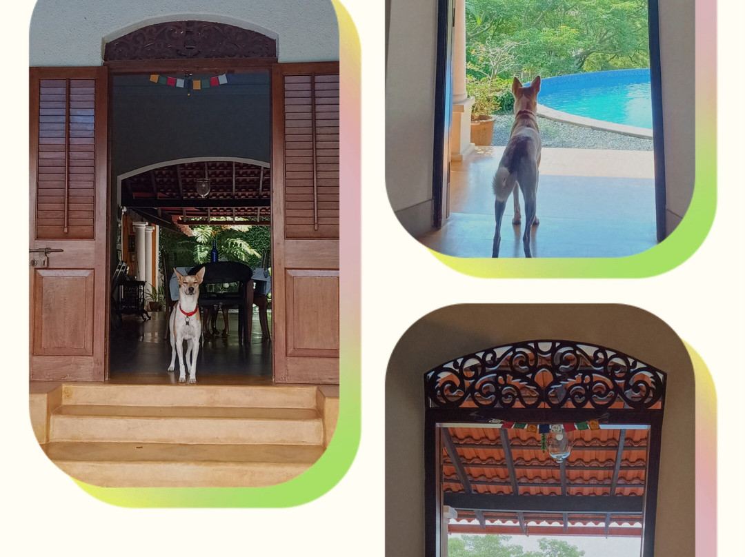 Capella Forest Retreat & Homestay主图
