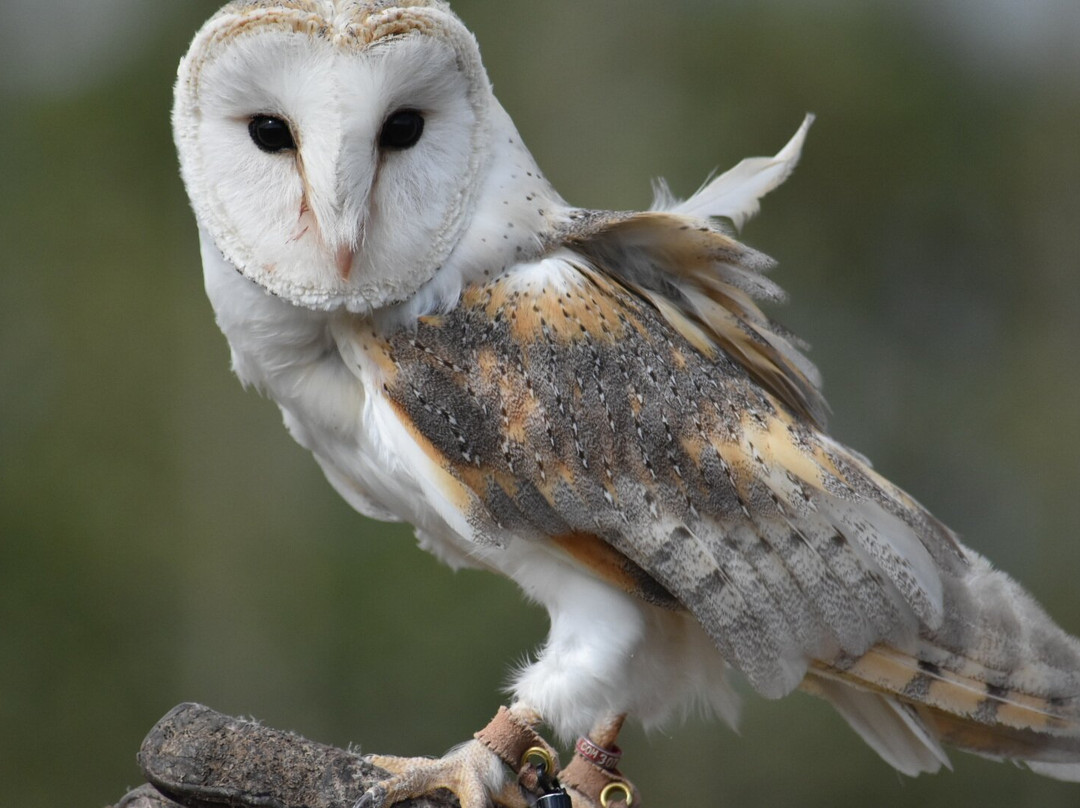 Bird on the Hand Falconry Experiences-Church Langton必去景点