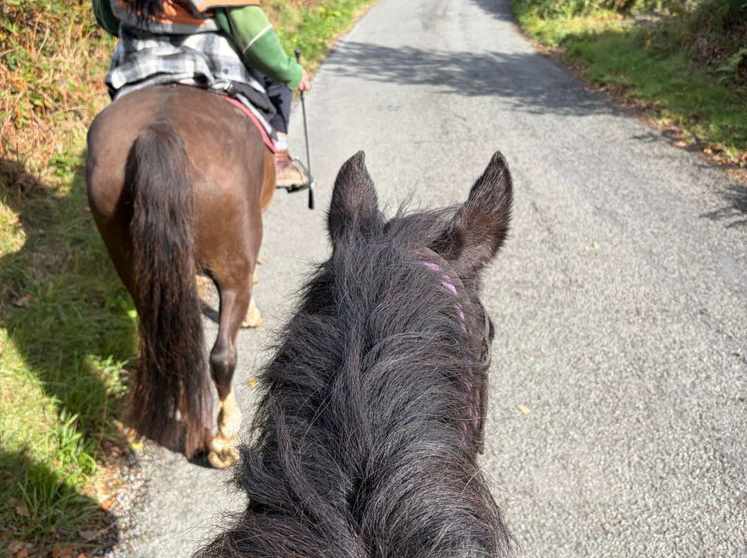 Snowdonia Riding Stables-卡那封必去景点