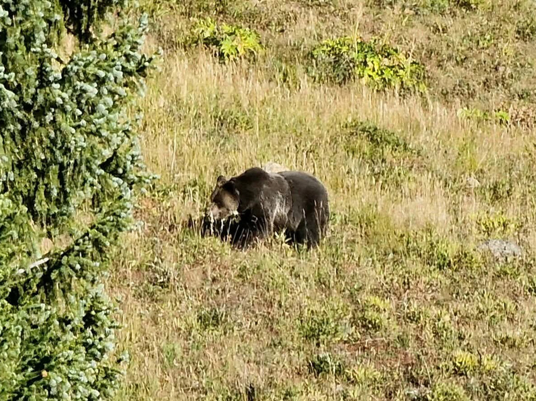 Yellowstone Wild-加德纳必去景点