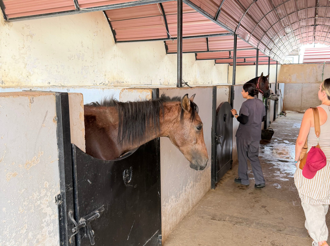 ACE - Animal Care in Egypt-卢克索必去景点