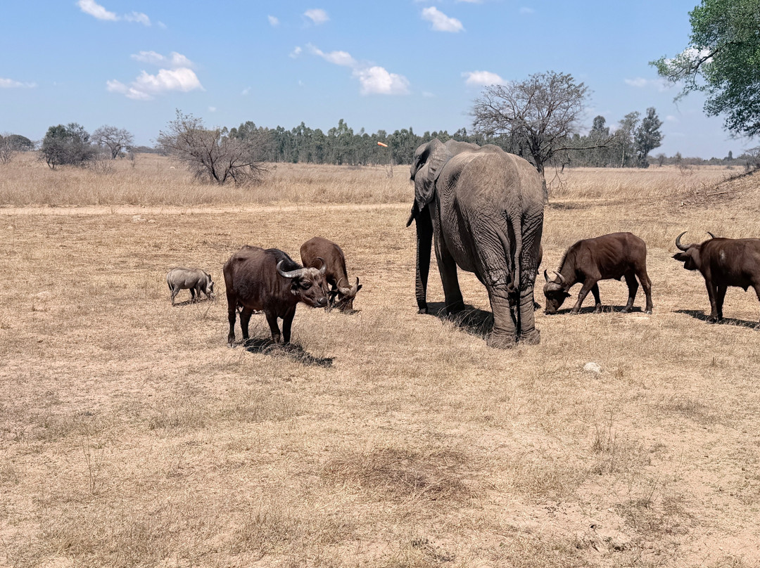 Imire: Rhino & Wildlife Conservation-韦扎必去景点
