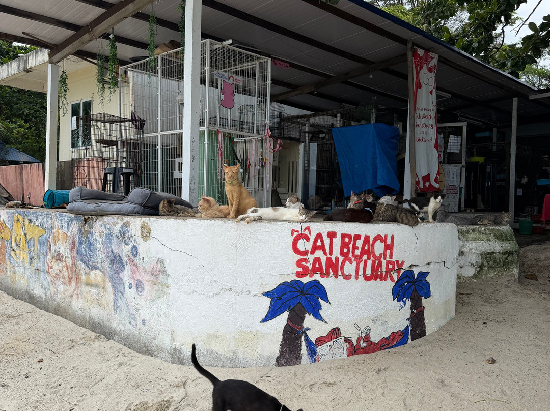 Cat Beach Sanctuary