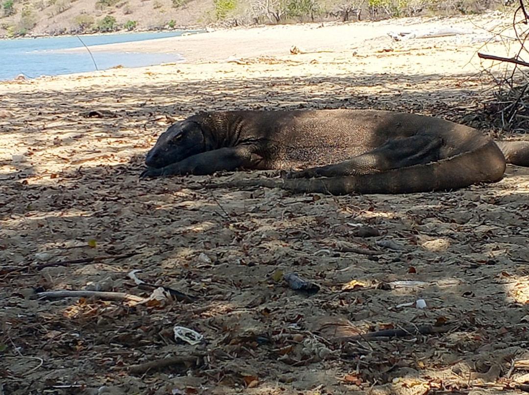Komodo Island-科莫多国家公园必去景点