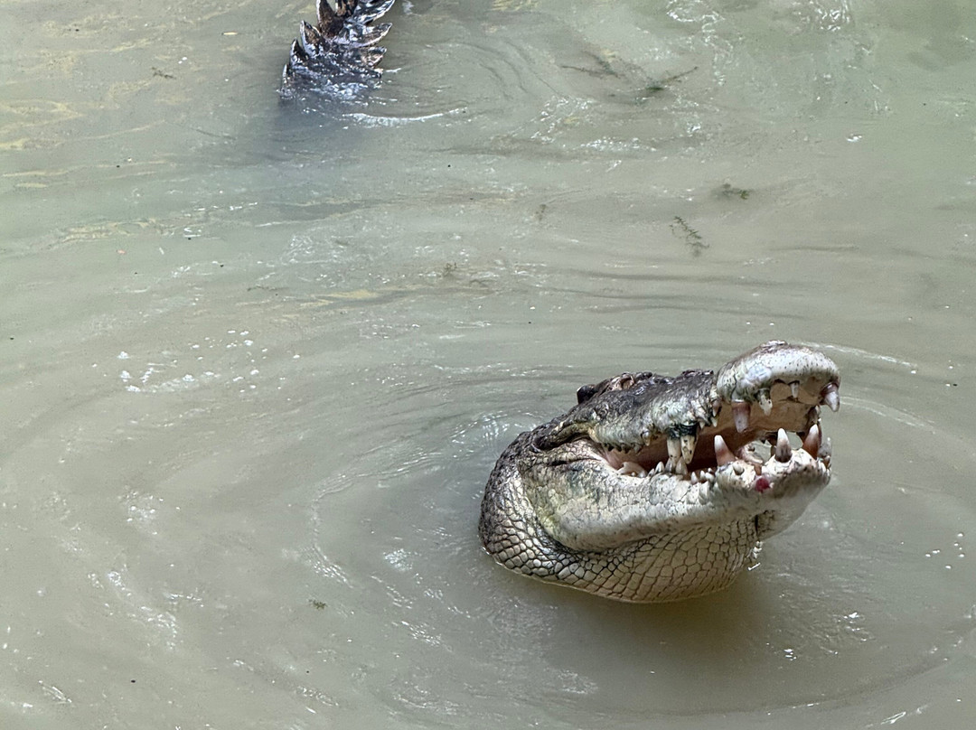 Hartley's Crocodile Adventures-Wangetti必去景点