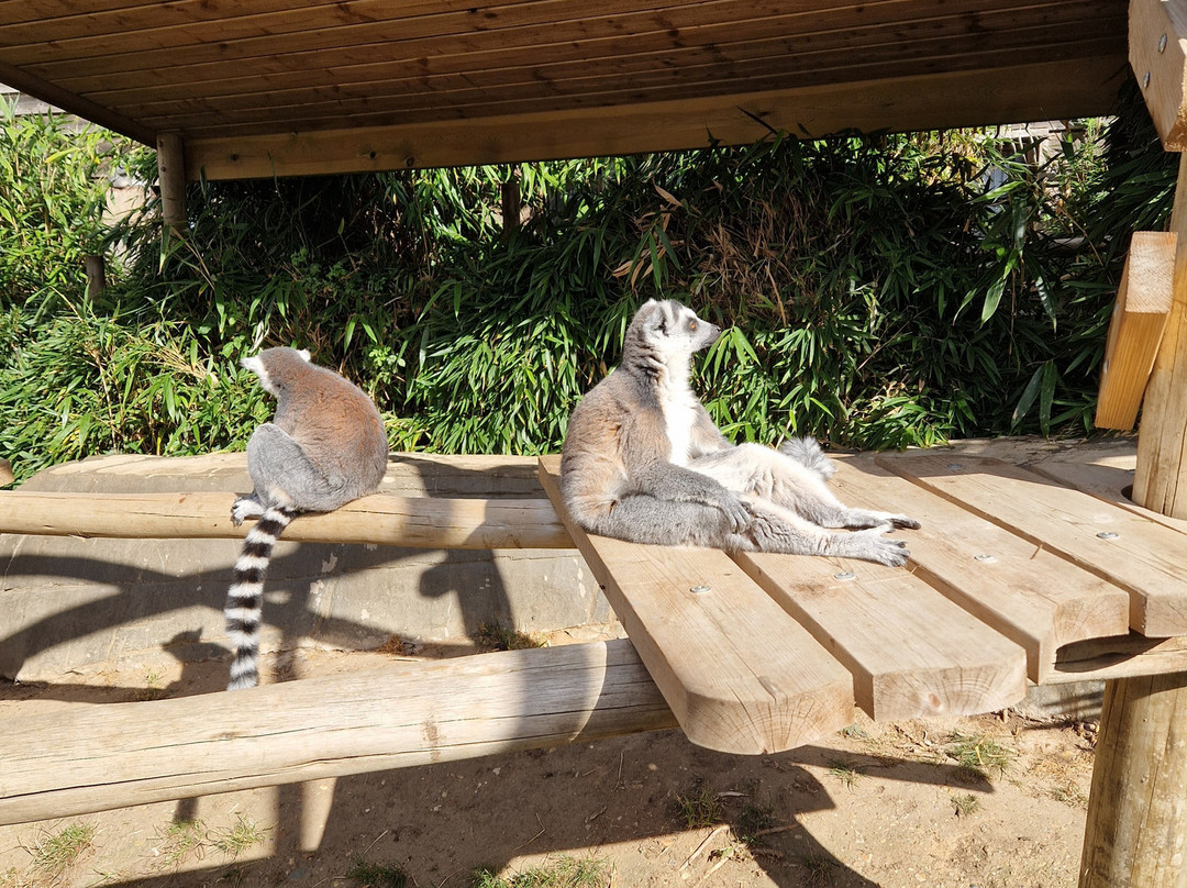 Colchester Zoo-科尔切斯特必去景点