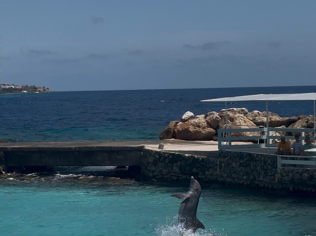 Dolphin Academy Curacao-威廉斯塔德必去景点