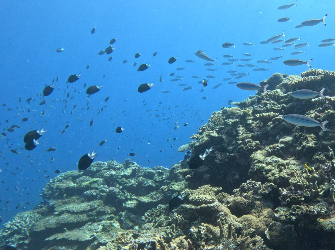 Piranha Divers Okinawa-恩纳村必去景点
