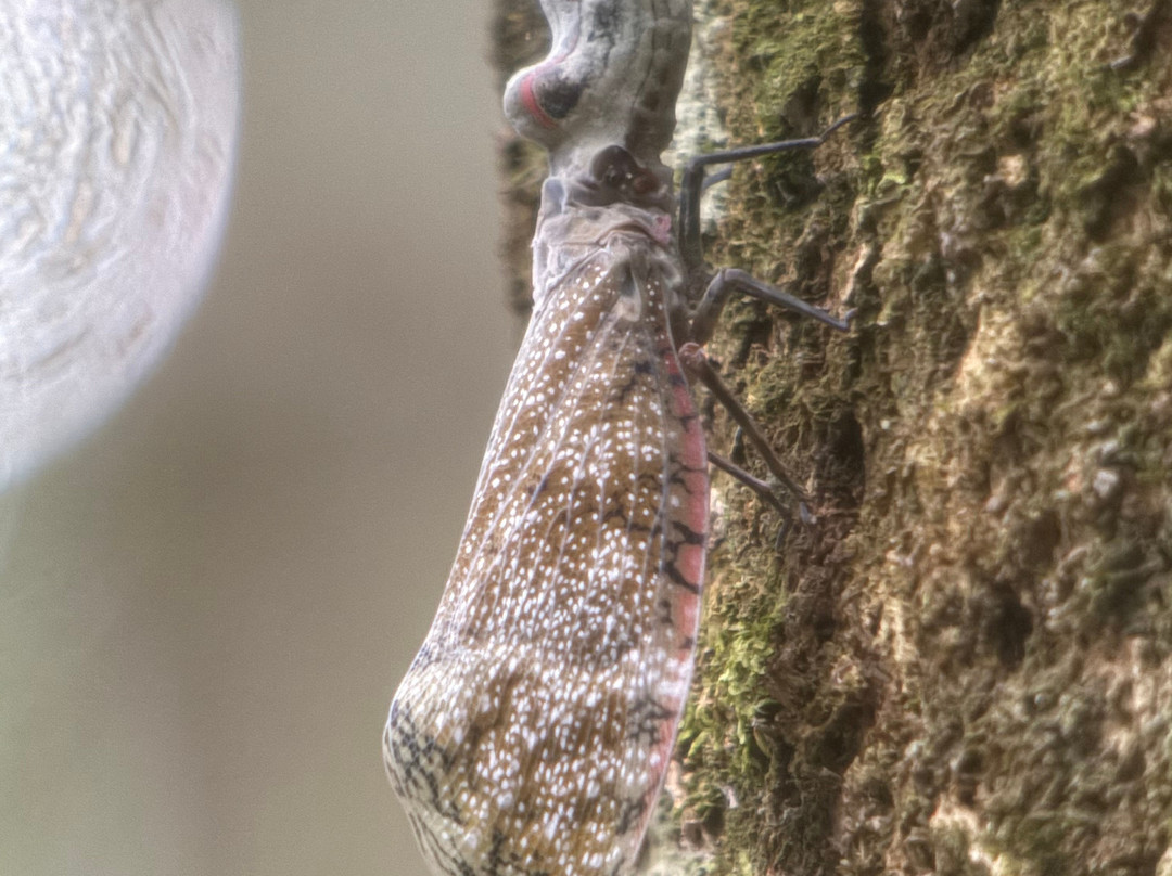 Peru Amazon Expeditions-Manu必去景点