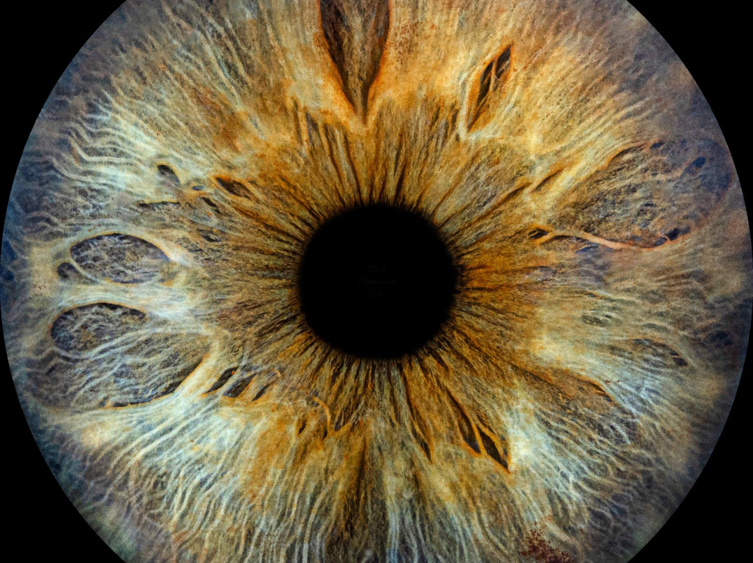 Iris Galerie Gent