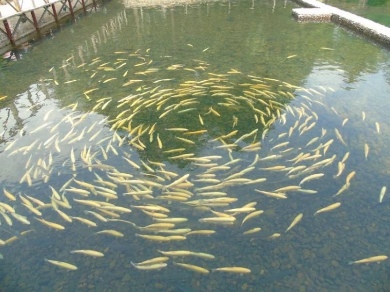 露水河国际旅游狩猎场