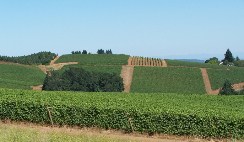 Erath Vineyards Winery景点图片