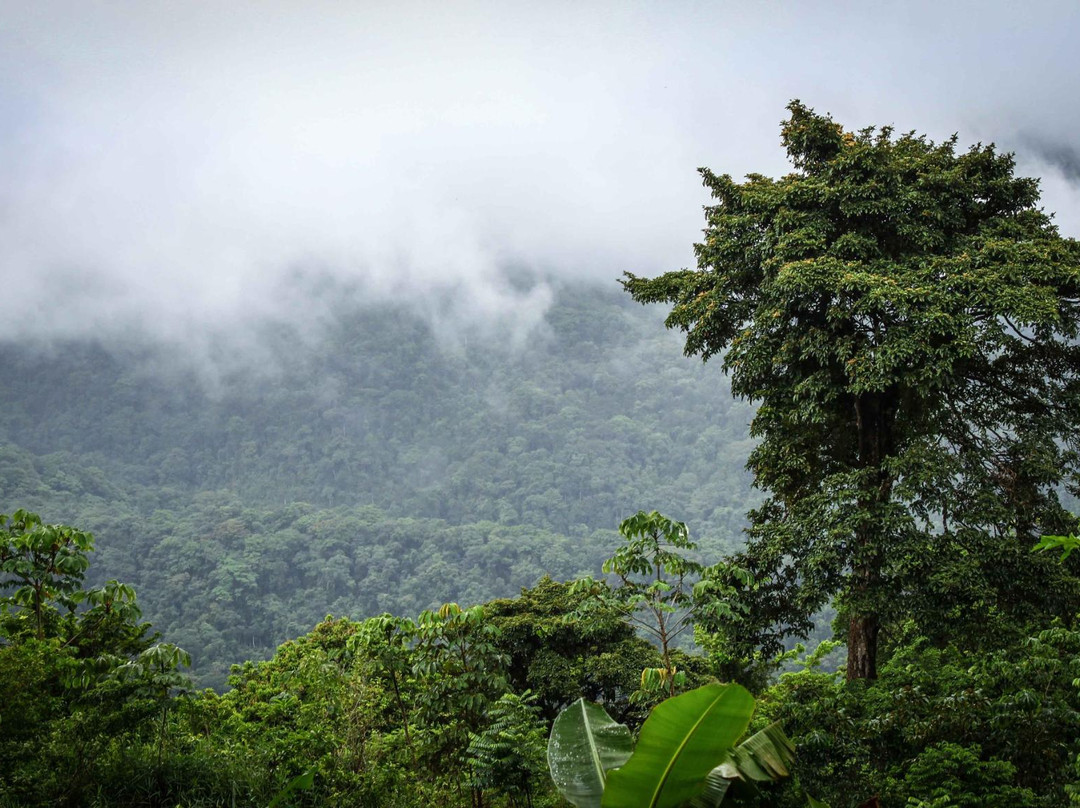 Tobago Forest Reserve景点图片