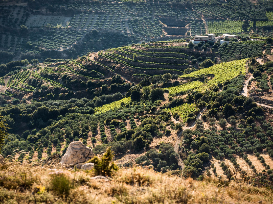 Diamantakis Winery景点图片