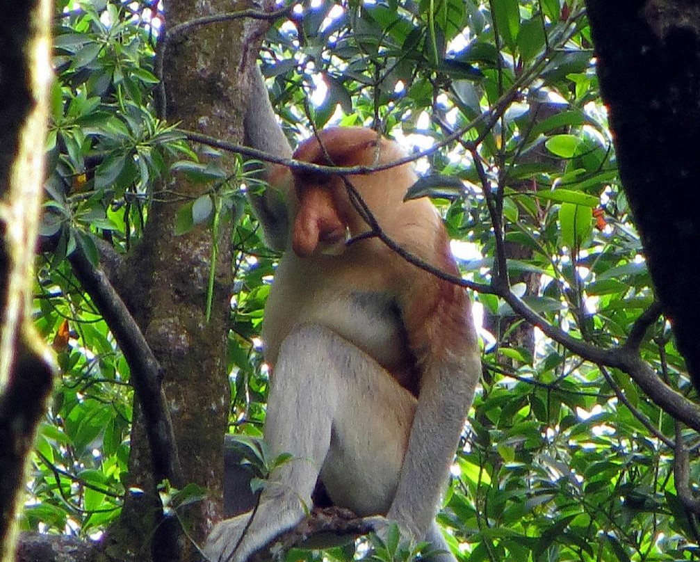 Mangrove & Proboscis Conservation Area景点图片