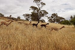 MillDuck StrawBale B&B主图