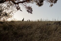 MillDuck StrawBale B&B主图