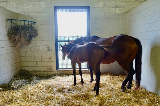 Sun Valley Farm-Versailles必去景点