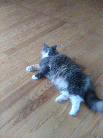 White Pines Inn主图