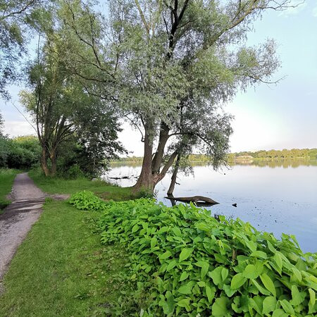 Etang du Vignoble景点图片