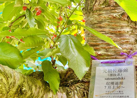 Koukaen-仁木町必去景点