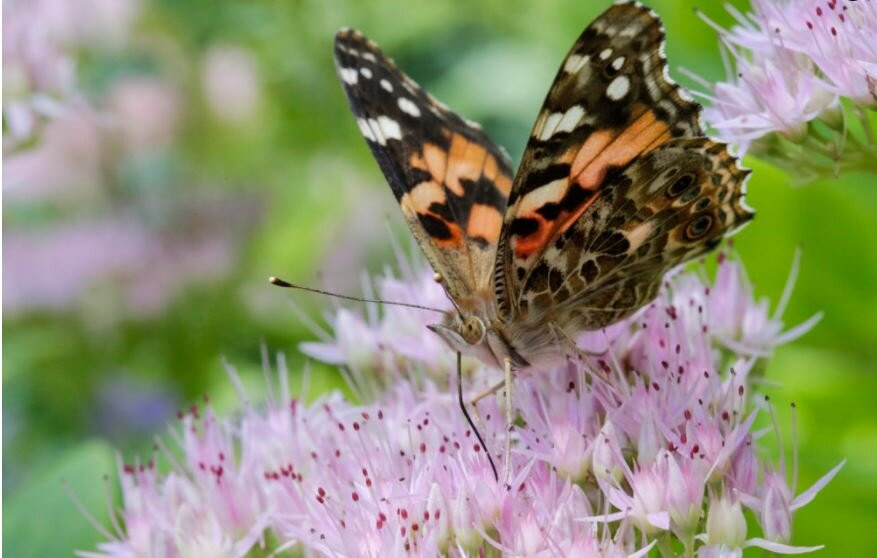 Ambleside Butterfly Garden景点图片