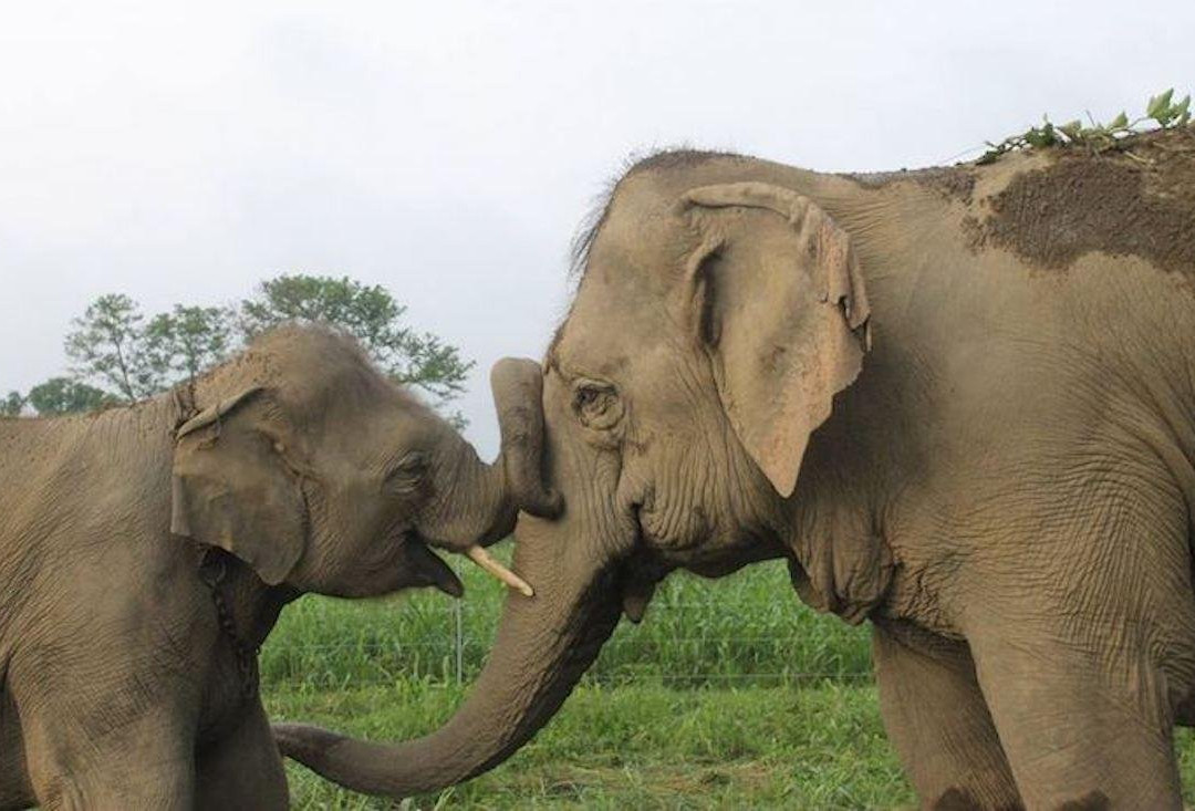 Everything Elephant-苏拉哈必去景点