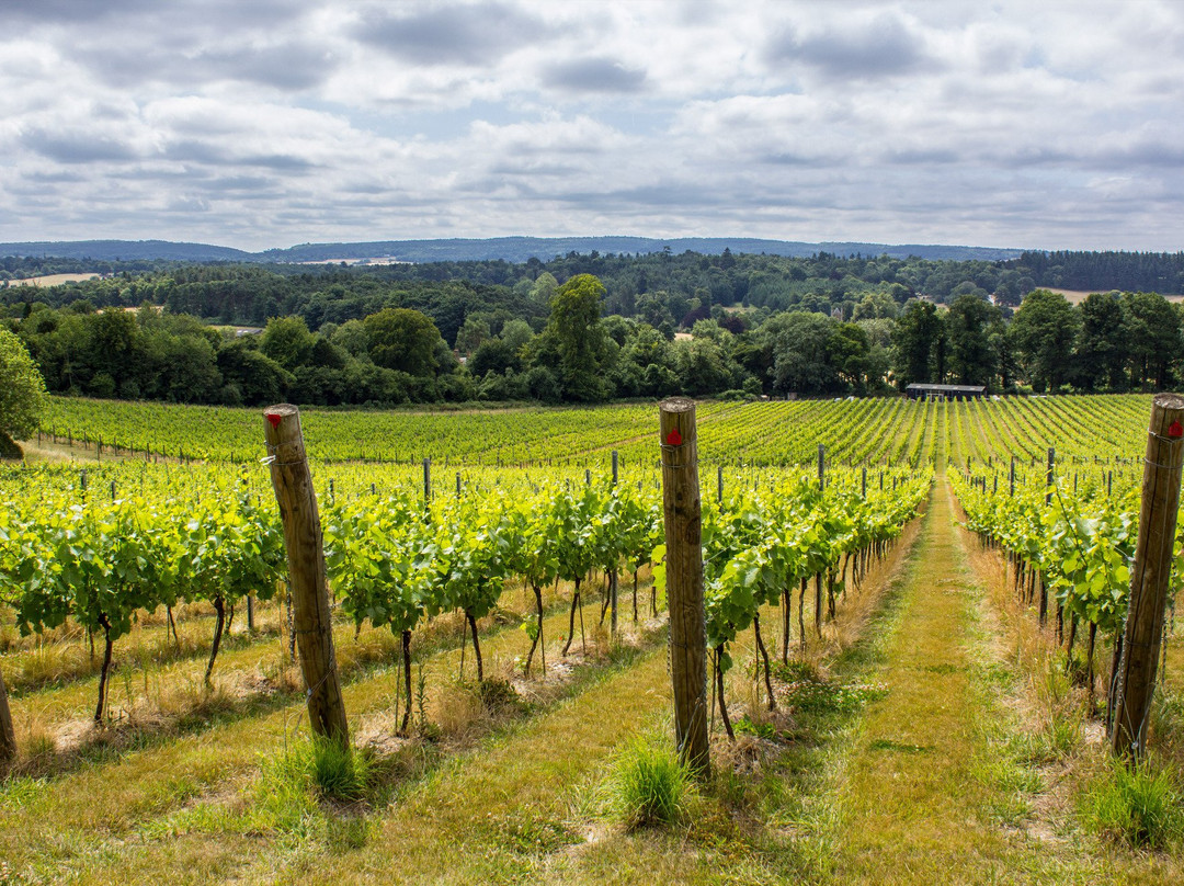 Albury Organic Vineyard景点图片