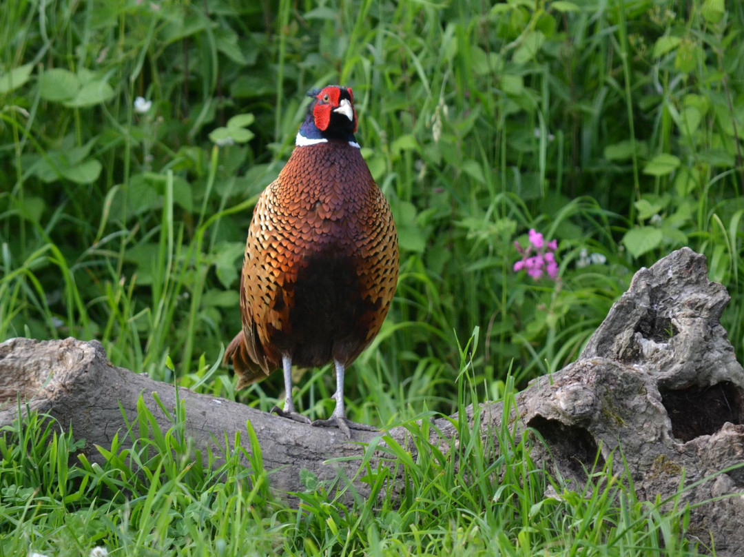 Buckland Newton旅游攻略图片