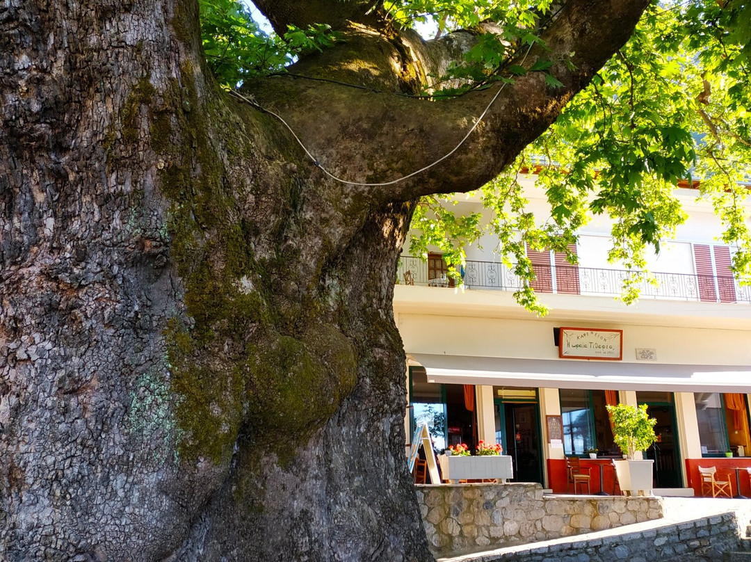 Tithorea旅游攻略图片