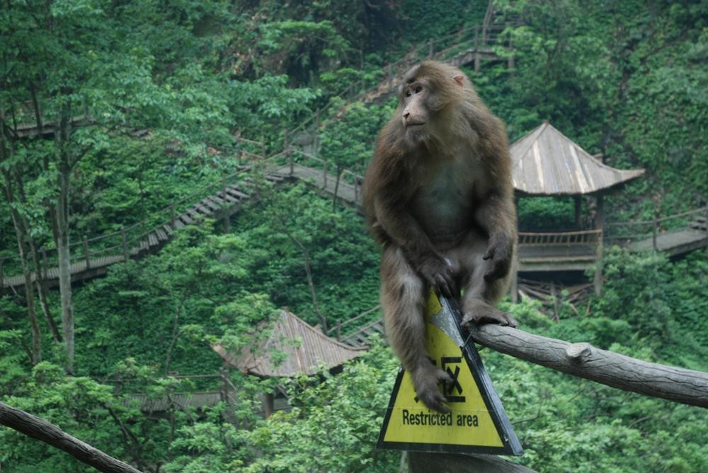 峨眉山自然生态猴区景点图片