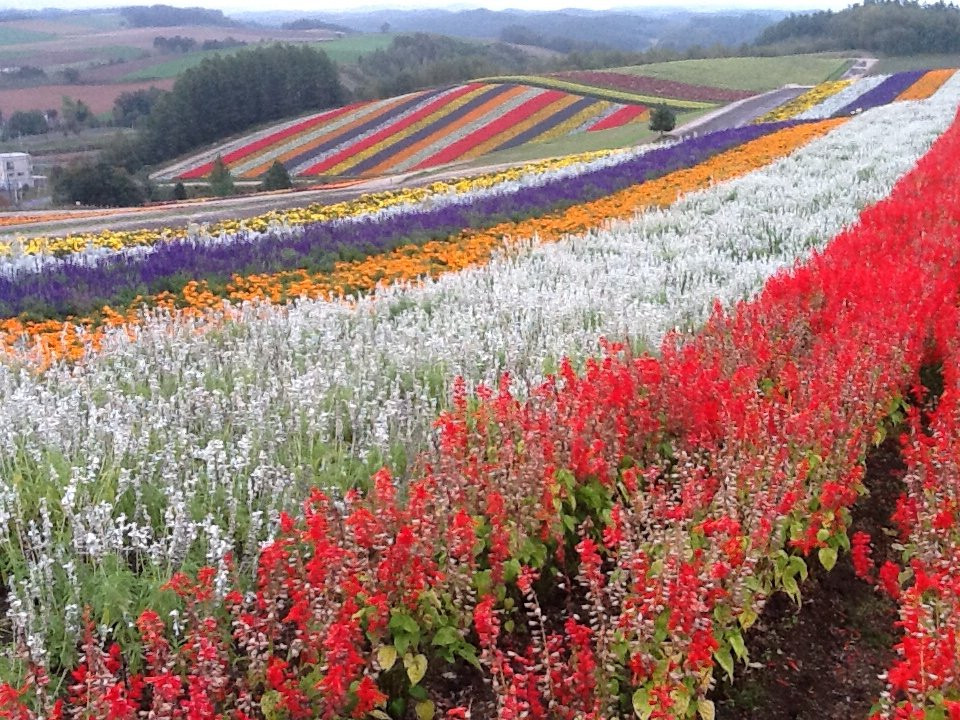 上富良野町旅游景点-Flower Land Kamifurano