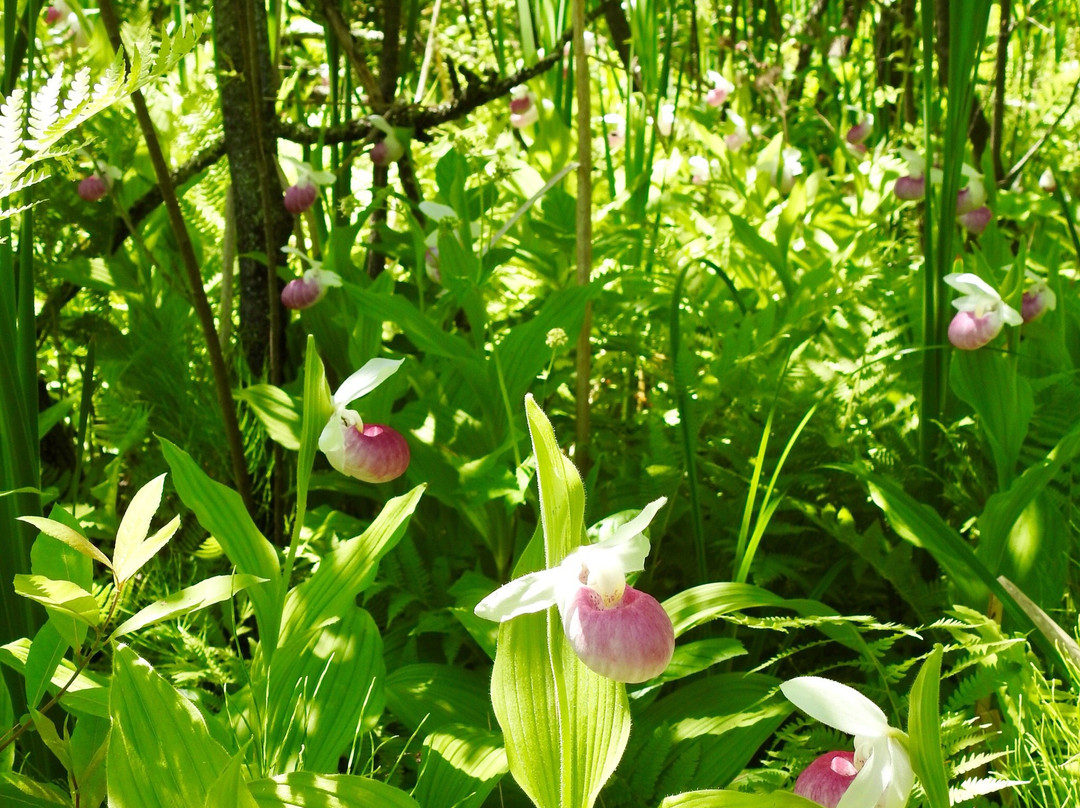 Eshqua Bog Natural Area-Hartland必去景点