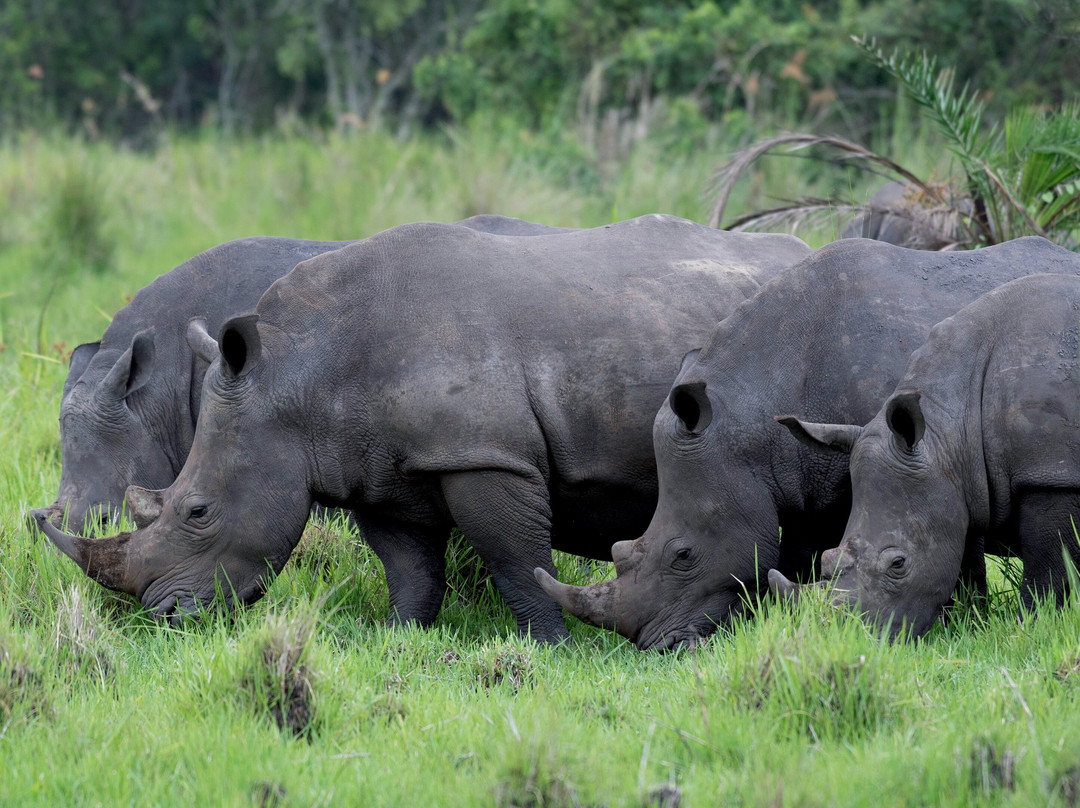 Wild Visit Uganda-坎帕拉必去景点