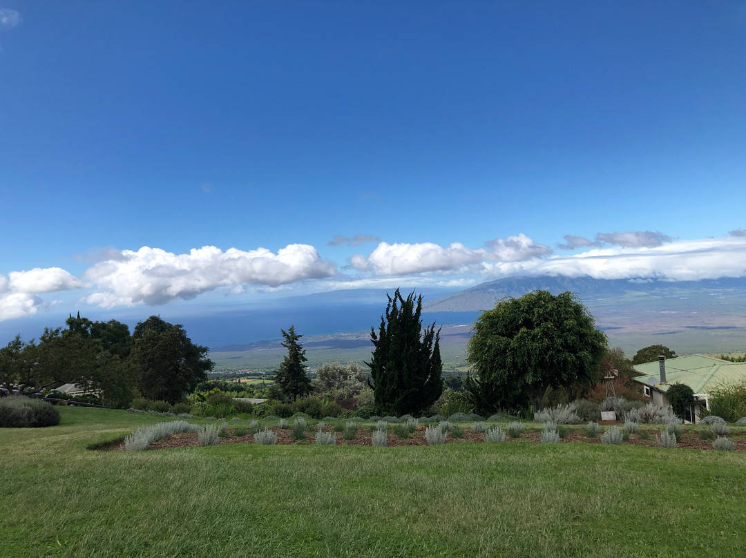 Alii Kula Lavender-库拉必去景点