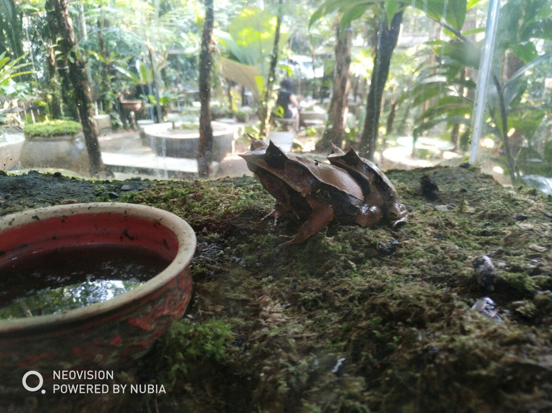 Bukit Bendera旅游景点-Monkey Cup