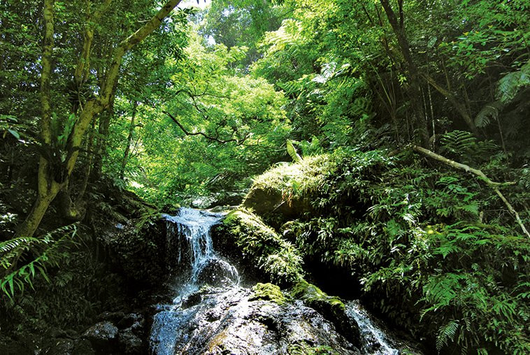 Yambaru National Park景点图片