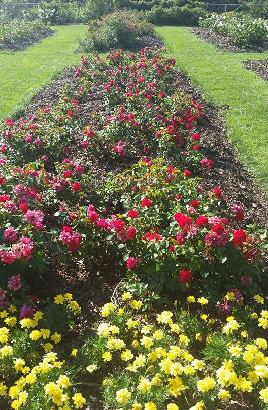 Lyndale Park Rose Garden景点图片