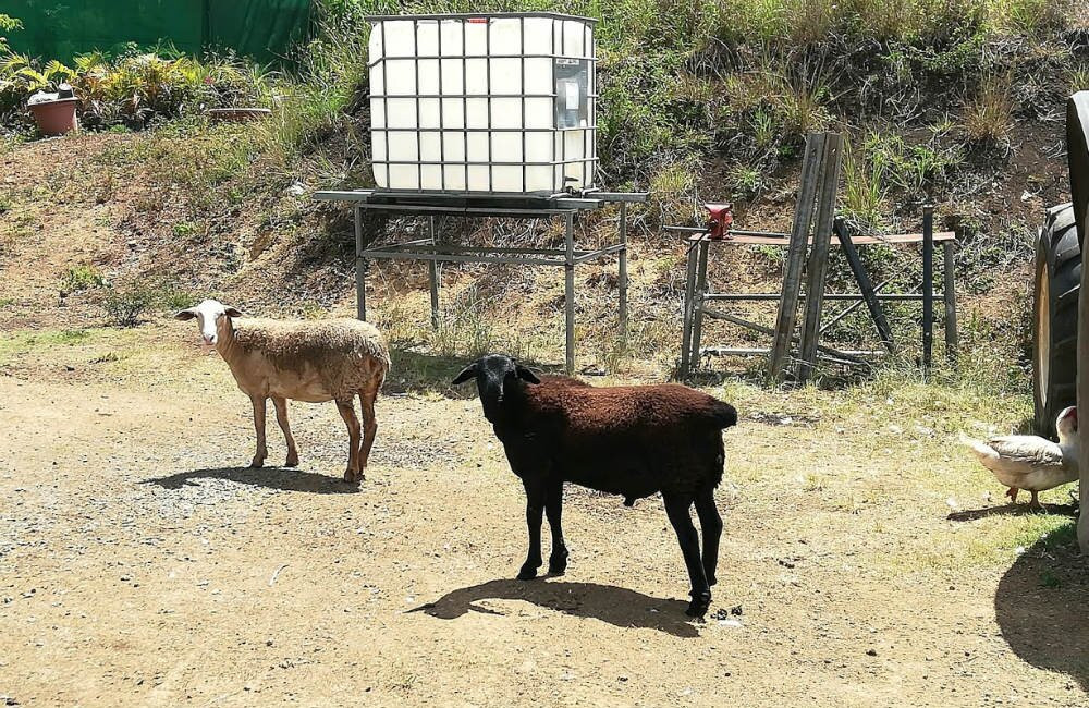 Les Bergers de Dreamland-Bourail必去景点