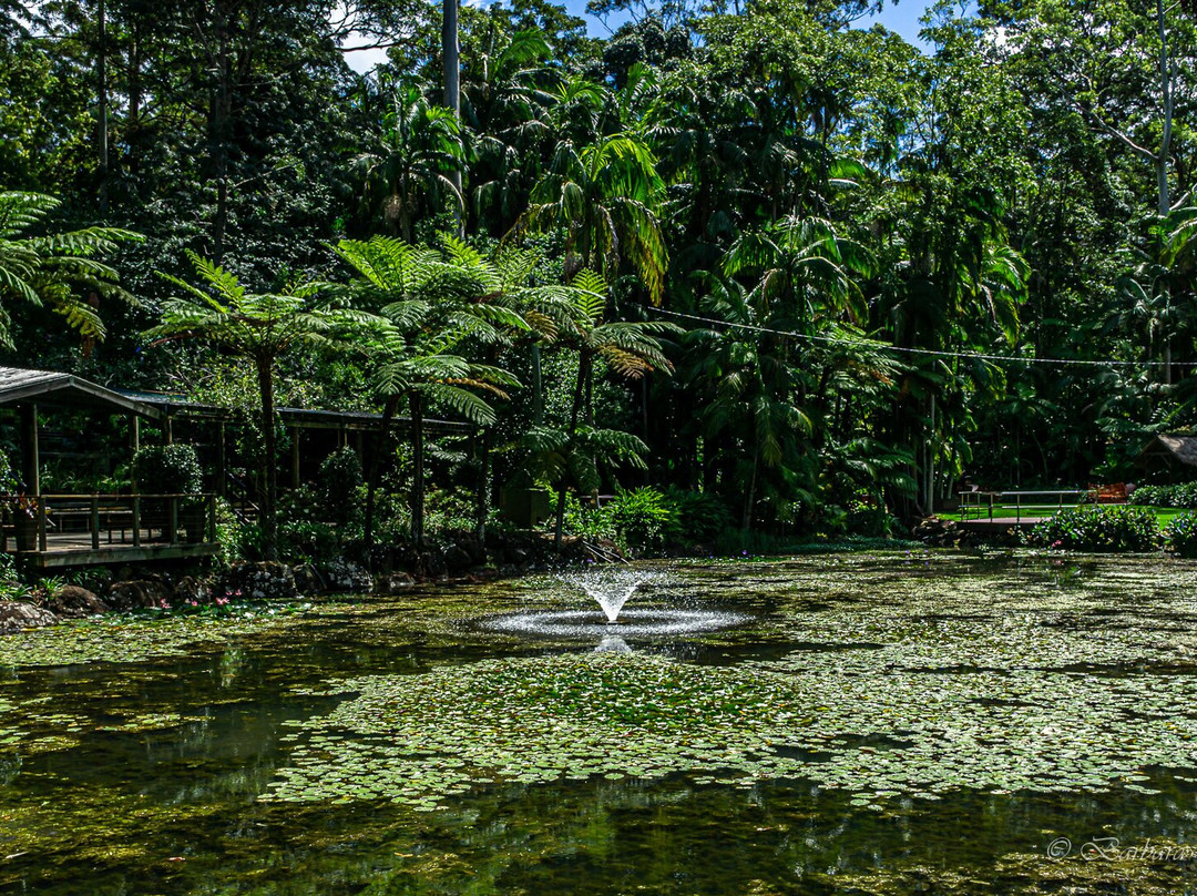 Tamborine Mountain Botanic Gardens景点图片