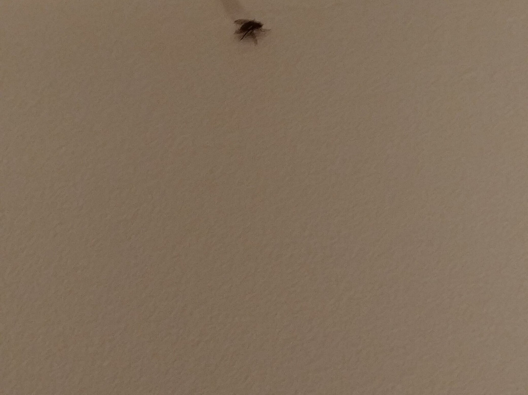 Complexe Le 60主图