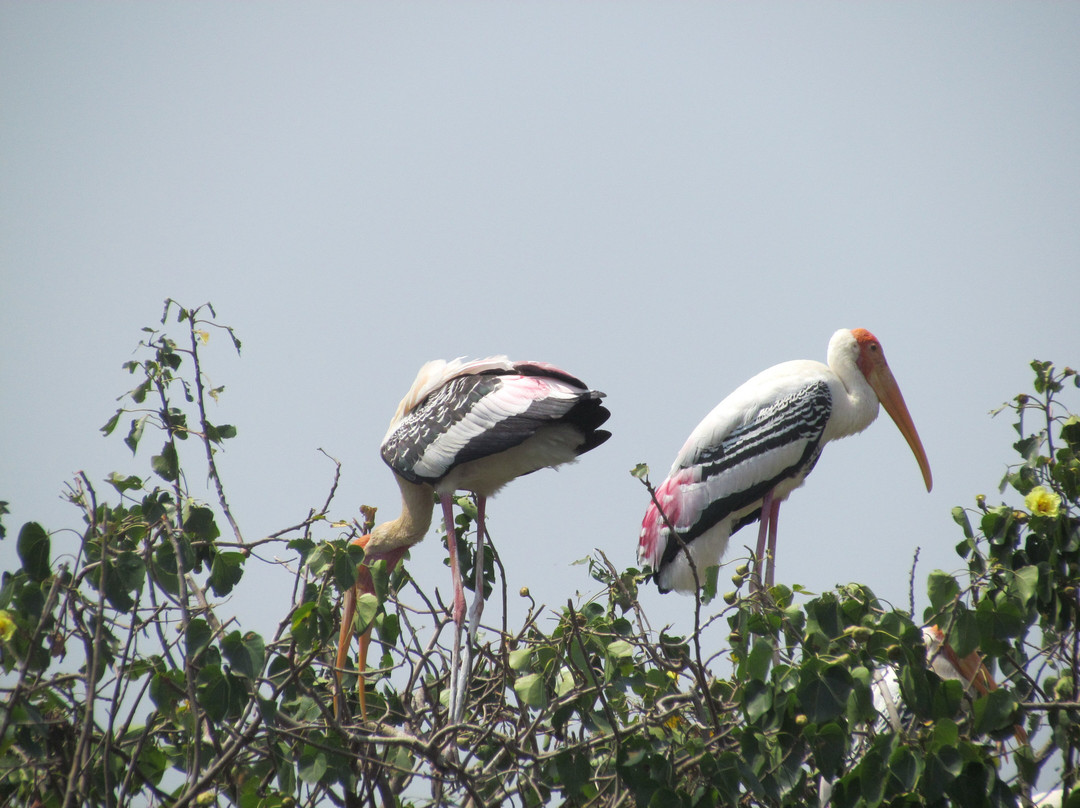 Kokrebellur Bird Sanctuary景点图片