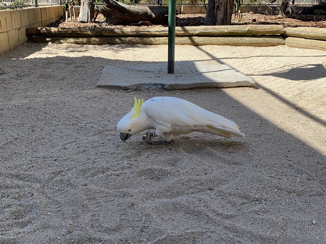 Kyabram Fauna Park-Kyabram必去景点