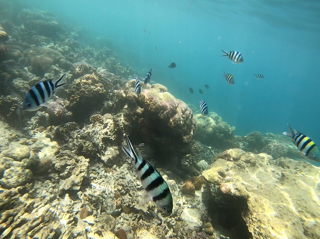 Skeleton Reef景点图片
